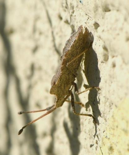 Réf. 219 678 : Enoplops scapha